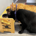 Adjustable Pet Bowl Stand - Cat Dog Feeder - Elevated Pet Bowls